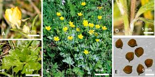 Attēlu rezultāti vaicājumam “Ranunculus cassubicus bud”