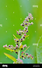 Attēlu rezultāti vaicājumam “Chenopodium polyspermum fruit”