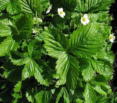 Attēlu rezultāti vaicājumam “Fragaria moschata leaf”