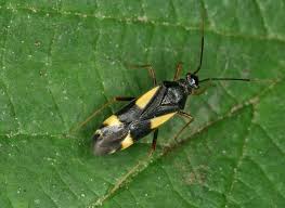 Attēlu rezultāti vaicājumam “Dryophilocoris flavoquadrimaculatus”