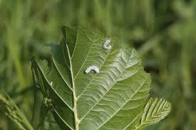 Attēlu rezultāti vaicājumam “Eriocampa ovata larva”