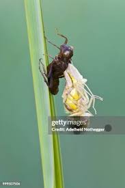 Attēlu rezultāti vaicājumam “exuvia”