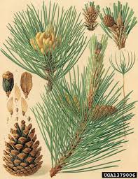 Attēlu rezultāti vaicājumam “Pinus nigra”
