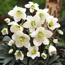 Attēlu rezultāti vaicājumam “Helleborus niger flower”