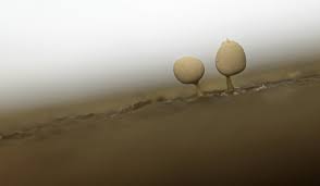 Attēlu rezultāti vaicājumam “Heterotrichia oerstedii (syn. Arcyria oerstedii) young”