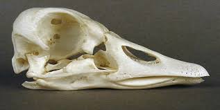 Attēlu rezultāti vaicājumam “Anser serrirostris”