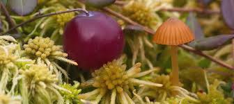 Attēlu rezultāti vaicājumam “Clavaria sphagnicola”