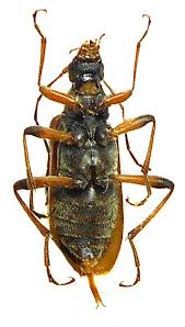 Attēlu rezultāti vaicājumam “Cortodera femorata”