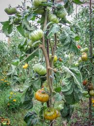 Afbeeldingsresultaat voor grubbs mystery green tomato