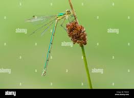 Attēlu rezultāti vaicājumam “Lestes virens”