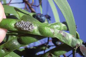 Attēlu rezultāti vaicājumam “Cystiphora sanguinea larva”