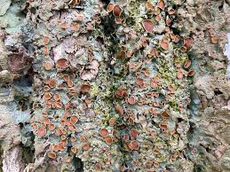 Attēlu rezultāti vaicājumam “Biatora sphaeroides”