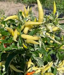 Afbeeldingsresultaat voor thai yellow hot pepper