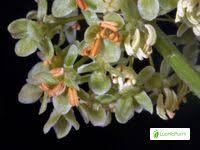 Attēlu rezultāti vaicājumam “Rumex confertus fruit”