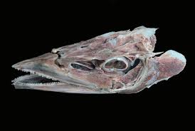 Image result for Acanthocybium solandri