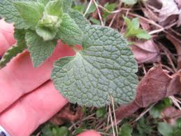 Attēlu rezultāti vaicājumam “Lamium purpureum leaf”