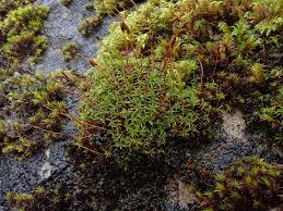 Attēlu rezultāti vaicājumam “Bryoerythrophyllum recurvirostrum sporophyte”