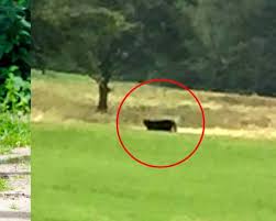 Image result for Blackpool Panthers