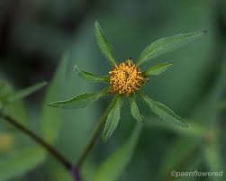 Attēlu rezultāti vaicājumam “Bidens frondosa fruit”