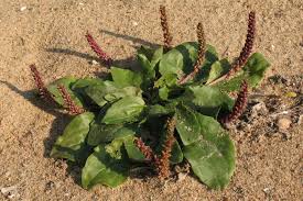 Attēlu rezultāti vaicājumam “Plantago major subsp. intermedia”