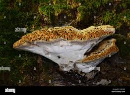 Attēlu rezultāti vaicājumam “Inonotus leporinus”