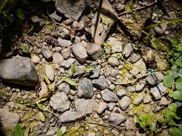 Attēlu rezultāti vaicājumam “Myosotis laxa subsp. baltica leaf”
