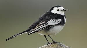 Image result for Motacilla alba