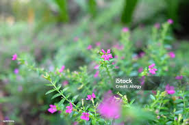 Attēlu rezultāti vaicājumam “Caryophyllaceae”