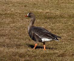 Attēlu rezultāti vaicājumam “Anser albifrons”