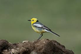 Attēlu rezultāti vaicājumam “Motacilla citreola”