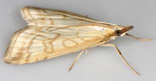 Attēlu rezultāti vaicājumam “Udea lutealis”