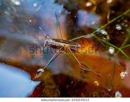 Attēlu rezultāti vaicājumam “Limnoporus rufoscutellatus”