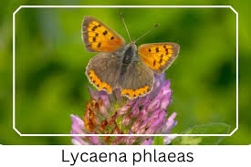 Attēlu rezultāti vaicājumam “Lycaena phlaeas male”
