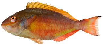 Image result for Sparisoma aurofrenatum