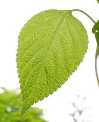Attēlu rezultāti vaicājumam “Galeopsis speciosa”