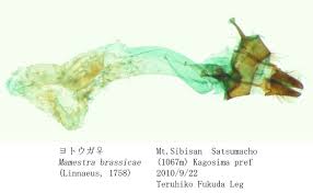 Attēlu rezultāti vaicājumam “Mamestra brassicae exuvia”