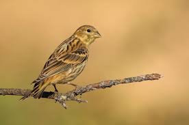 Image result for Serinus serinus