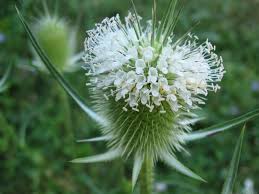 Image result for Dipsacus laciniatus