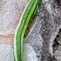 Attēlu rezultāti vaicājumam “Gilpinia”