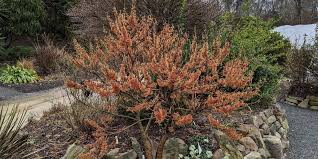 Attēlu rezultāti vaicājumam “Hamamelis vernalis flower”