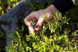 Attēlu rezultāti vaicājumam “Vaccinium myrtillus”