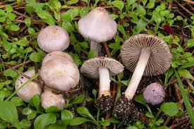 Attēlu rezultāti vaicājumam “Badhamia lilacina var. megaspora sessile”