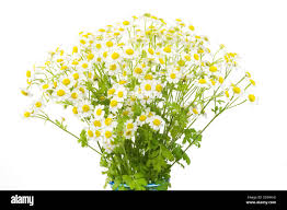 Attēlu rezultāti vaicājumam “Matricaria chamomilla flower”