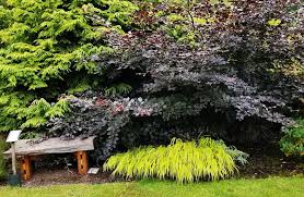 Attēlu rezultāti vaicājumam “Fagus sylvatica fo. purpurea”