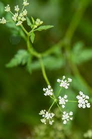 Attēlu rezultāti vaicājumam “Torilis japonica leaf”