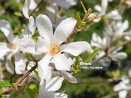 Attēlu rezultāti vaicājumam “Magnolia kobus flower”