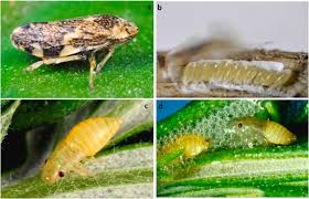 Attēlu rezultāti vaicājumam “Philaenus spumarius nymph”