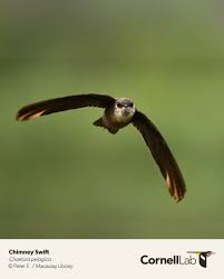 Image result for Chaetura pelagica