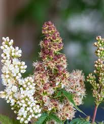 Attēlu rezultāti vaicājumam “Sorbaria sorbifolia flower”