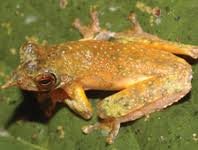 Attēlu rezultāti vaicājumam “Ypsolophidae”